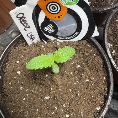 Oreoz USA