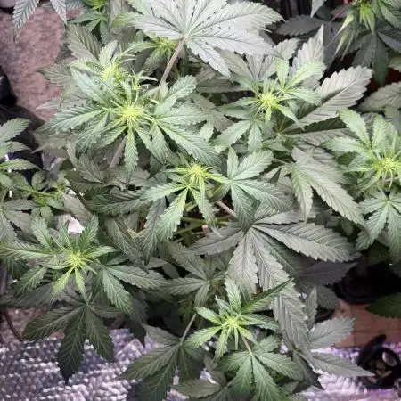 Violet face auto