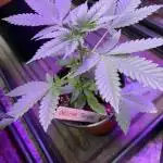 Orange tangie