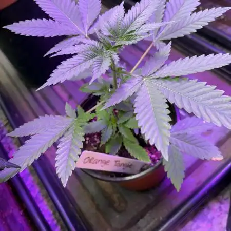 Orange tangie