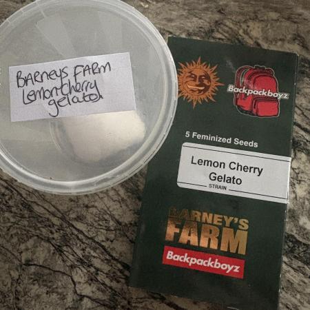 Lemon cherry gelato