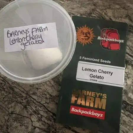 Lemon cherry gelato