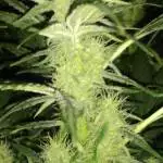 1st attempt at Auto flowers