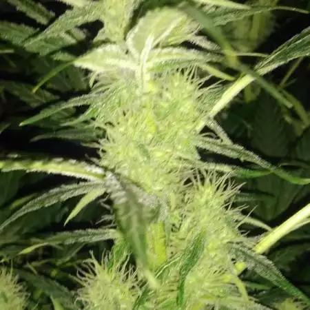 1st attempt at Auto flowers