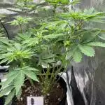 GG4 Cascadia Seeds