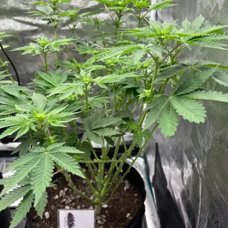 GG4 Cascadia Seeds