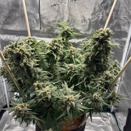 Blue Mystic. RQS