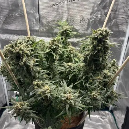 Blue Mystic. RQS