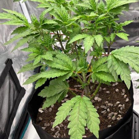 Fruit Salad by Cascadia Seeds