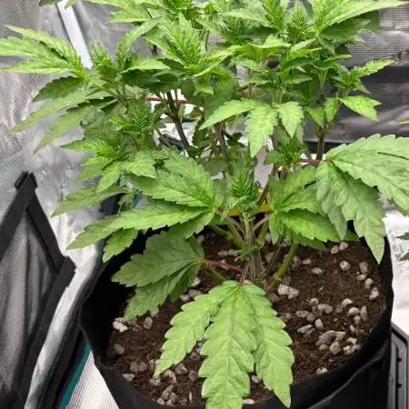 Fruit Salad by Cascadia Seeds