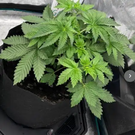 GG4 Cascadia Seeds