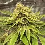 GG4 Cascadia Seeds