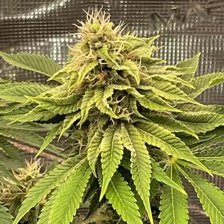 GG4 Cascadia Seeds
