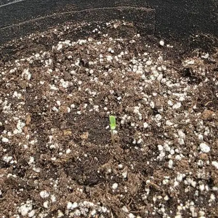 Purple Lemonade & Royal Cookies auto