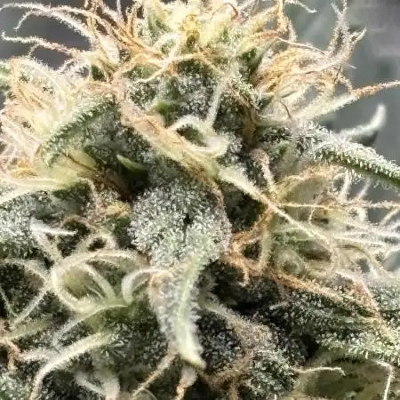 LowRyder #2 Auto