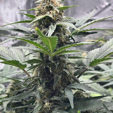 LowRyder #2 Auto