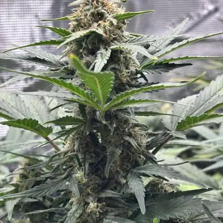 LowRyder #2 Auto