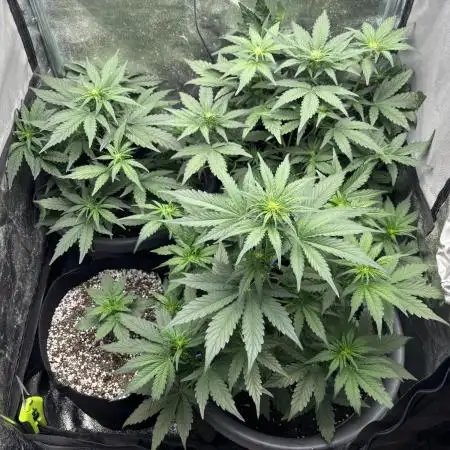 LowRyder #2 Auto