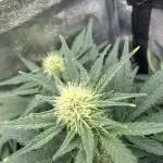 LowRyder #2 Auto