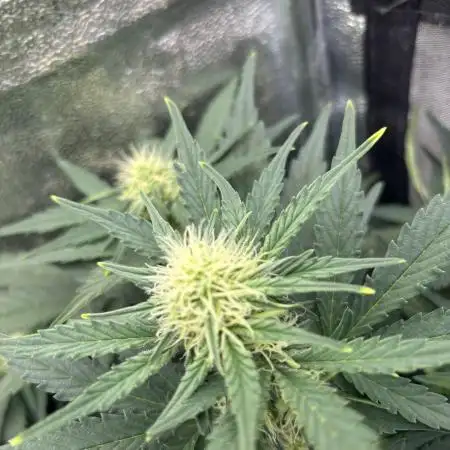 LowRyder #2 Auto