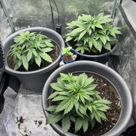 LowRyder #2 Auto