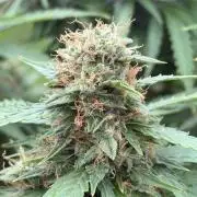 The Multi-Strain Run