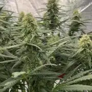 AutoPot _Fast Buds_420