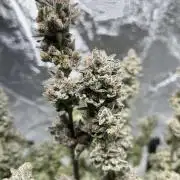 COCO_FAST&SWEET_Buds-3run