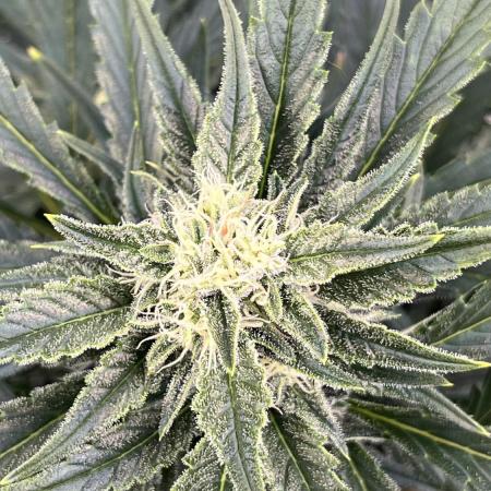 Six-Pack Autos: The Multi-Strain Run