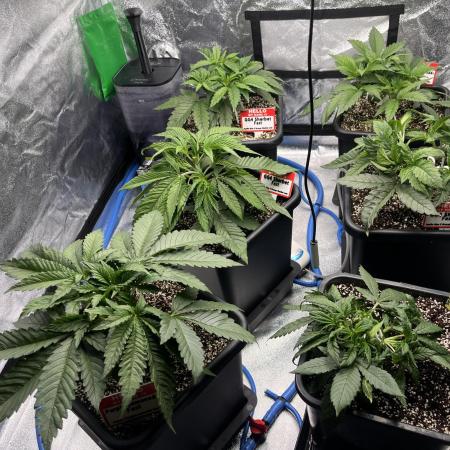 AutoPot _Fast Buds_420