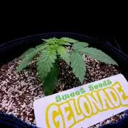 Bio-Hydro | AI+Grow | New Strains⁠ |
