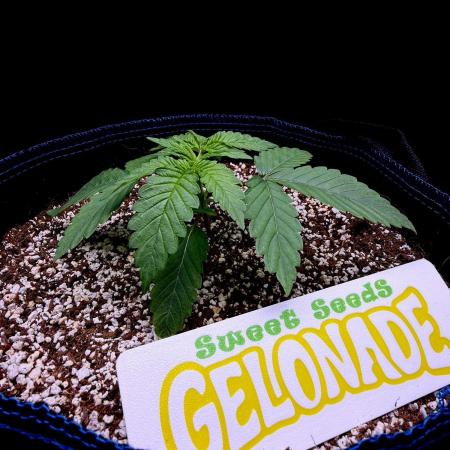 Bio-Hydro | AI+Grow | New Strains⁠ |