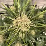 Six-Pack Autos: The Multi-Strain Run
