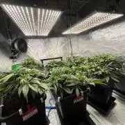 AutoPot _Fast Buds_420