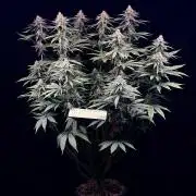 Bio_Hydro|AutoPot_Coco|Ai|New Strains⁠ |