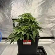AutoPot _Fast Buds_420