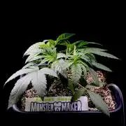 Bio-Hydro | AI+Grow | New Strains |