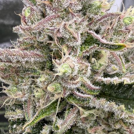 Six-Pack Autos: The Multi-Strain Run