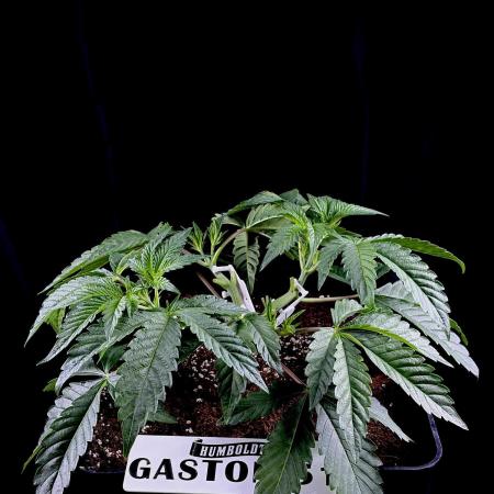 Gaston 51 #38/300 | Limited Edition