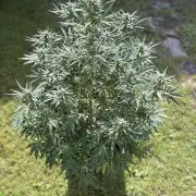 +Speed Auto 3G. Outdoor