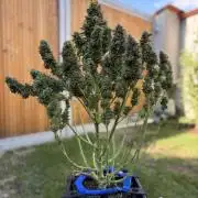 The Multi-Strain Run