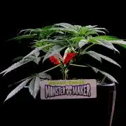 Bio-Hydro | AI+Grow | New Strains |