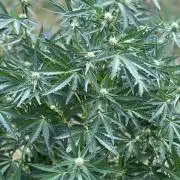 +Speed Auto 3G. Outdoor