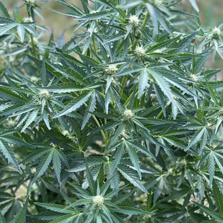 +Speed Auto 3G. Outdoor