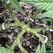 AutoPot _Fast Buds_420
