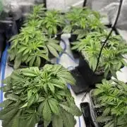 AutoPot _Fast Buds_420