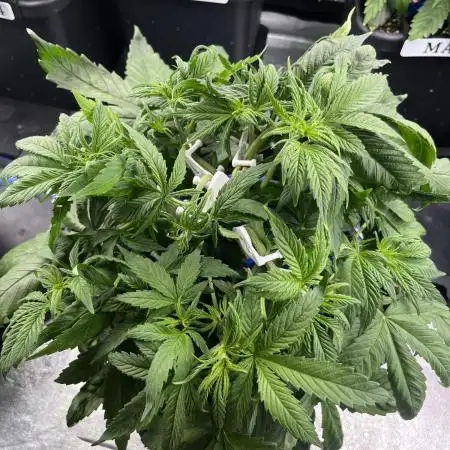 AutoFlowering_DLI_Autopot_20/4h