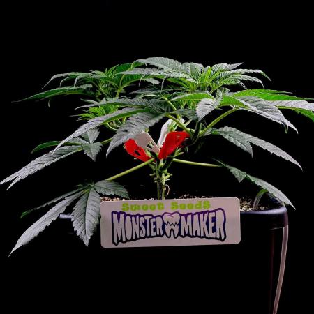 Bio_Hydro|AutoPot_Coco|Ai|New Strains⁠ |
