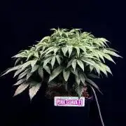 Bio_Hydro|AutoPot_Coco|Ai|New Strains⁠ |