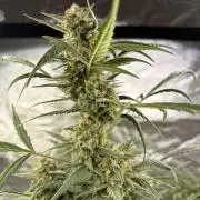 Auto-Clone Experiment: Myth Busted!